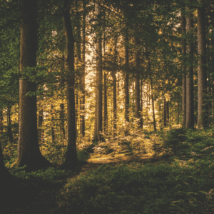 thick forest in the woods of Maine 