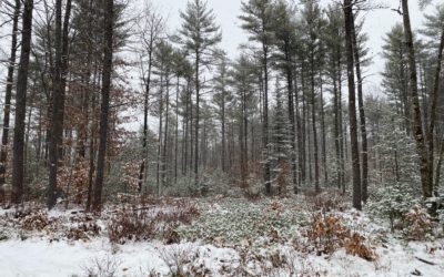 The First Step For Forestry: Property Line Mapping