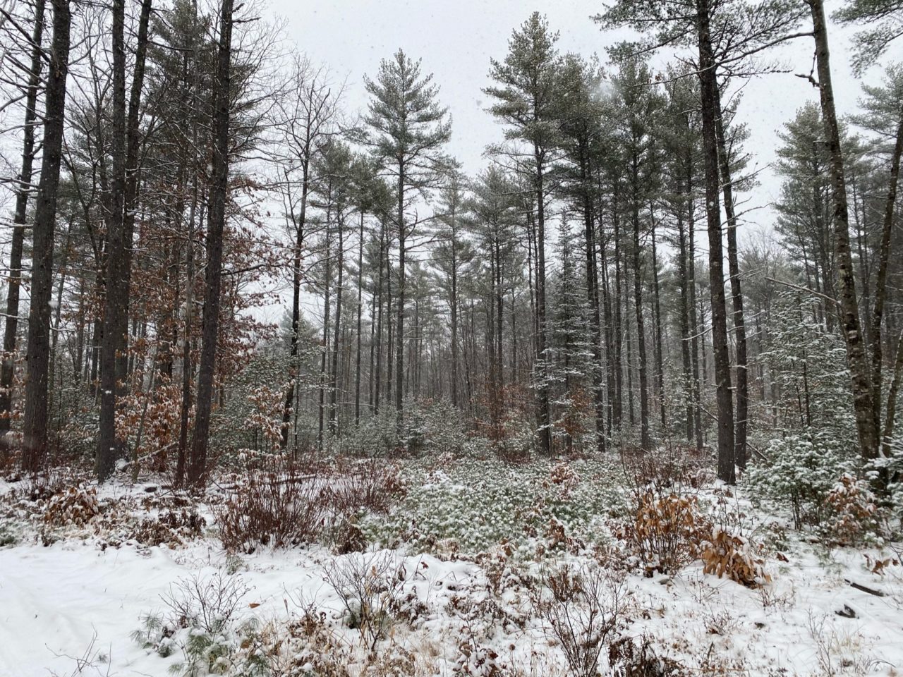 wooded lot in maine