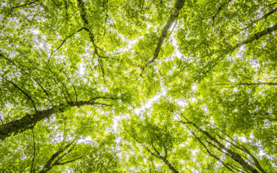 Planning For Long Term Forest Management