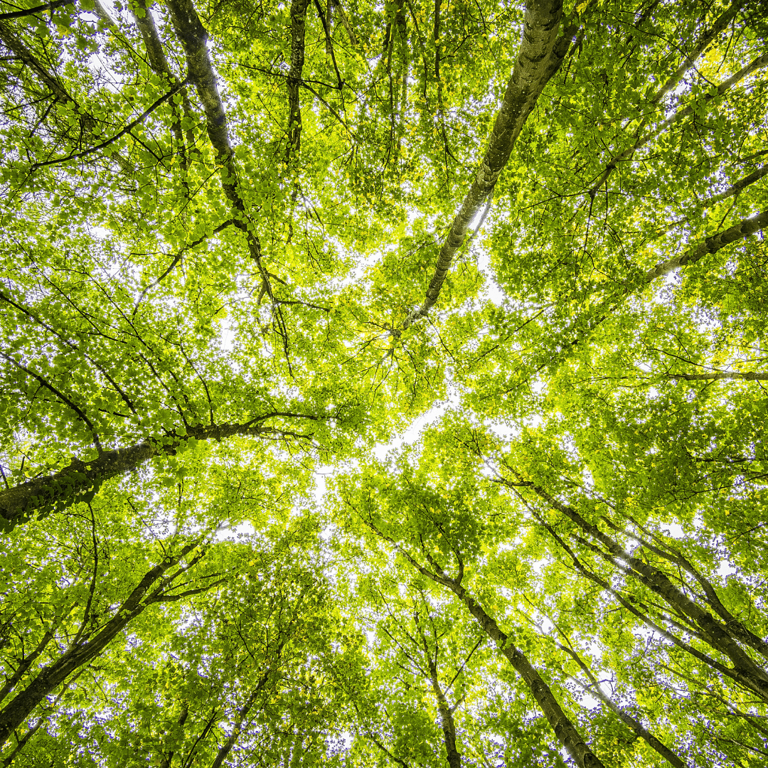 looking up at tree tops in a forest