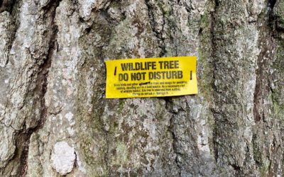 Forestry With a Purpose: How Sustainable Forestry Can Build Habitat and Save our Forests