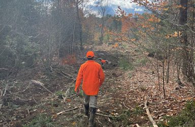 What Are the Differences Between Shelter Wood and Clearcutting?