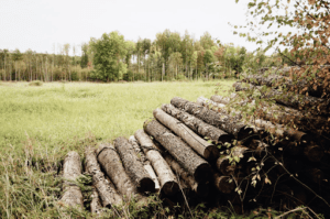 tree-trunks-piled-up-on-grass-on-autumn-cloudy-day