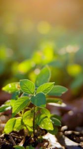 Free Closeup of delicate green sprouts growing on soil in soft summer sunlight Stock Photo