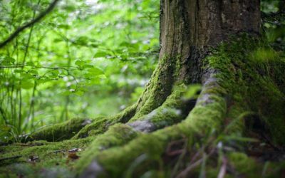 To Plant or Not To Plant: Weighing Forest Regeneration Methods