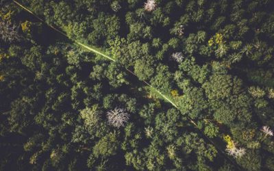 Timber Sales: A Guide on How To Sell Timber