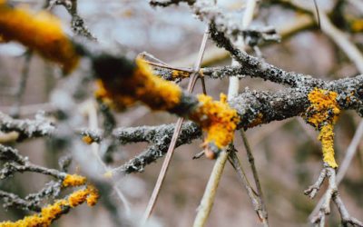 Tree Diseases: How to Identify Them and Protect Forests