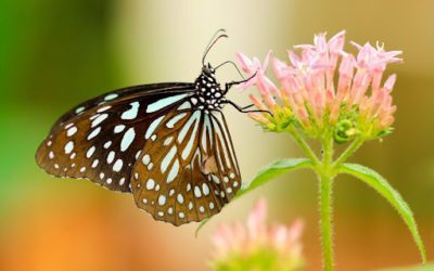 Self-Pollinating Trees vs. Cross-Pollinating Trees: The Primary Differences