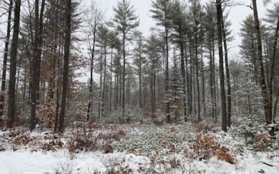 Variable-Density Thinning: What is it, and why should I care?