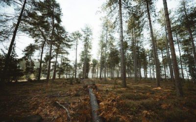 The Top Benefits of Logging Forests