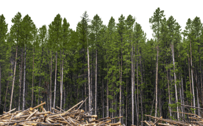 5 Things To Know and Do Before A Timber Harvest – Updated August 2023