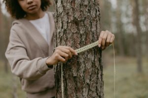 Young timber appraiser measuring a tree