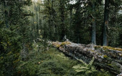 The 5 Most Important Forest Management Services You Need to Know
