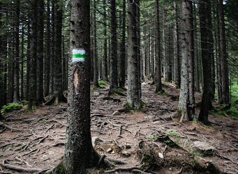 10 Forestry Services You Didn’t Know You Needed