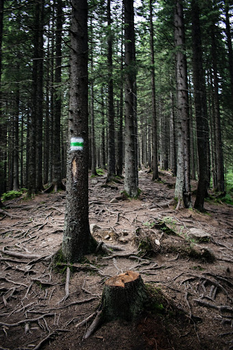 A tree marking a property boundary in a forest