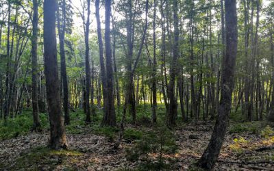 A Basic Guide to Maine Forestry for Landowners