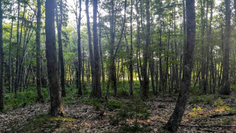 Maine Forestry Guide for Landowners | Tall Pines