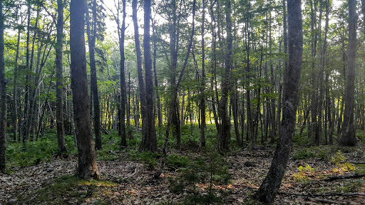 Maine Forest