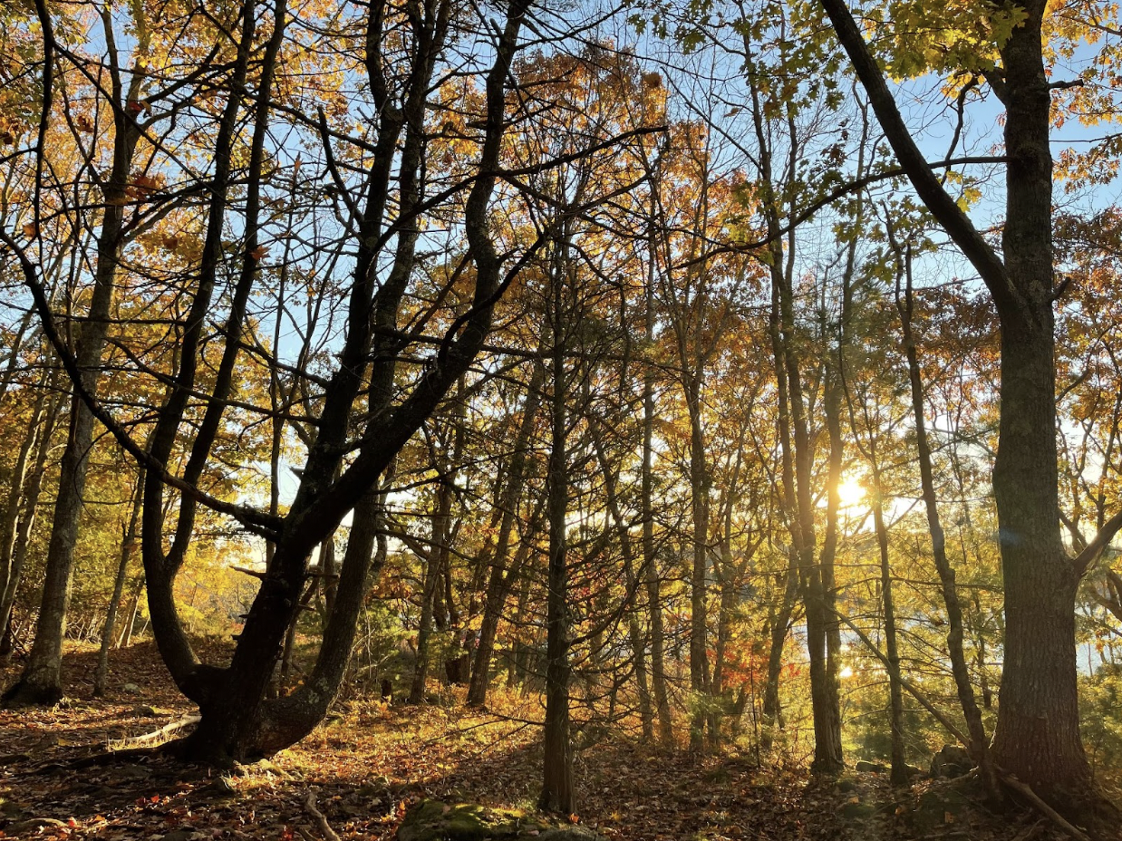 Trees with foliage in the forest during sunset 