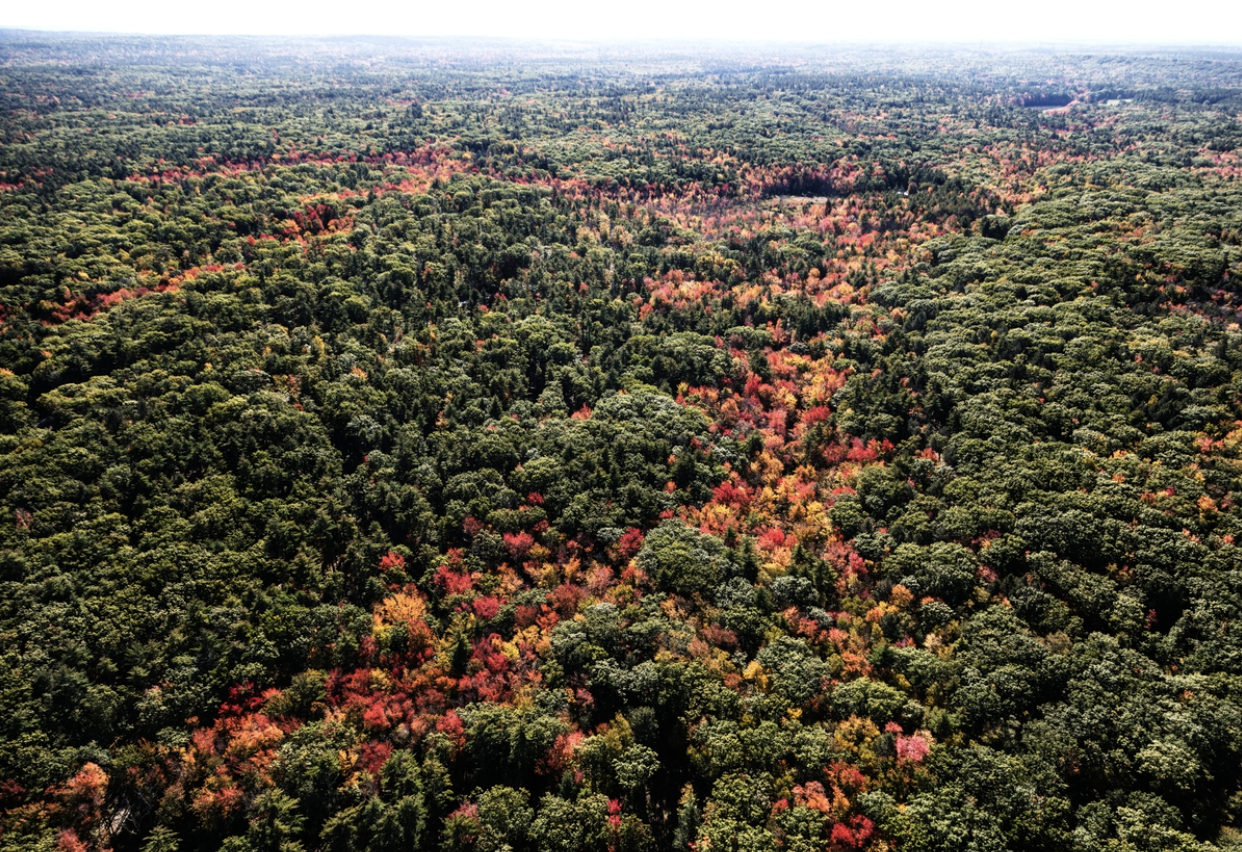 Maine forest with foliage aerial view