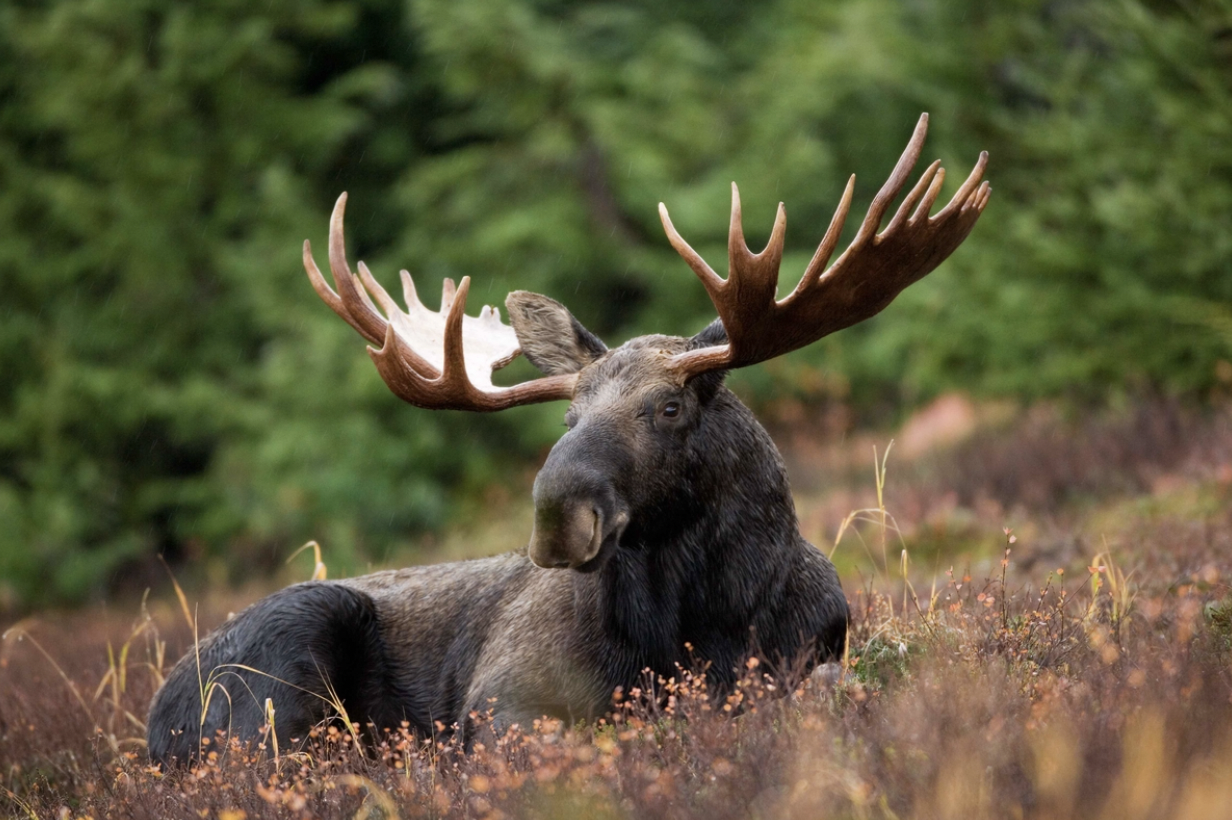 Moose laying in brush 