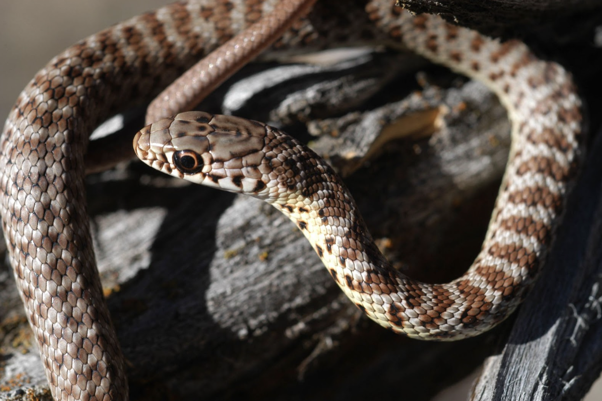 Eastern Garter Snake on log