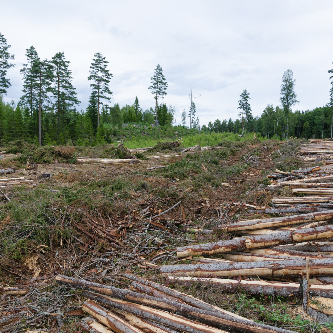 Clearcutting is a Maine forest management strategy